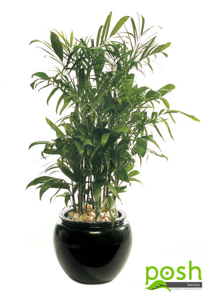 Black Bell planter, featuring Bamboo Palm