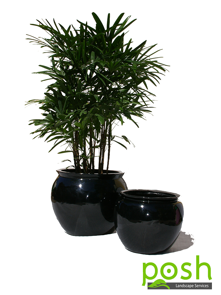 Black Bell planter, featuring Rhaphis Palm