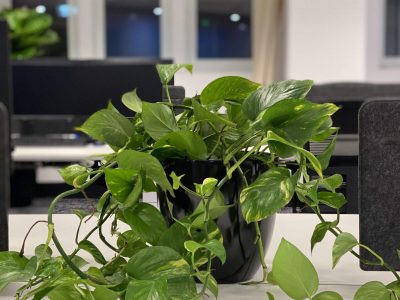 Black CBR20, featuring Pothos Ivy