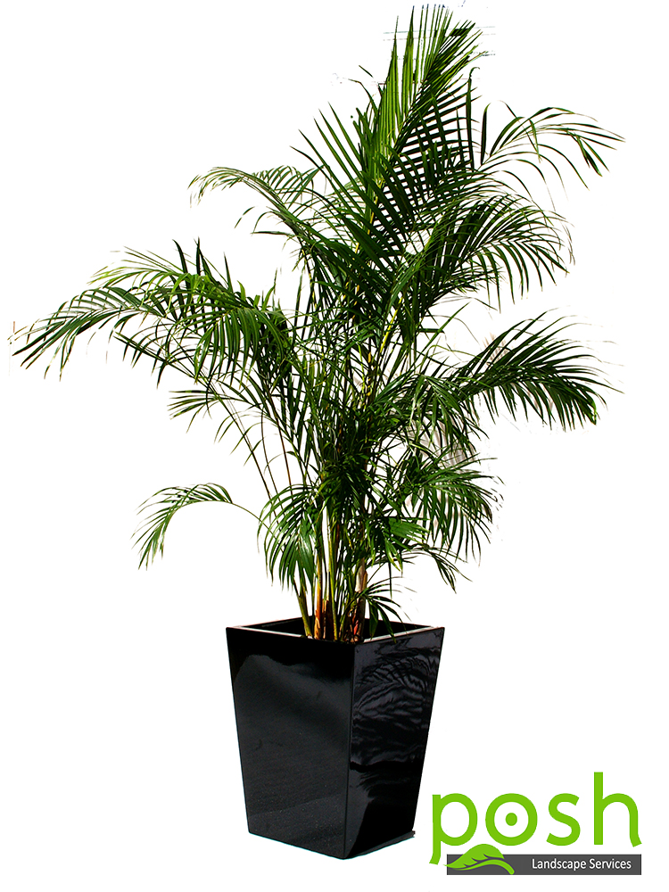 Black Wedge Planter, featuring Golden Cane