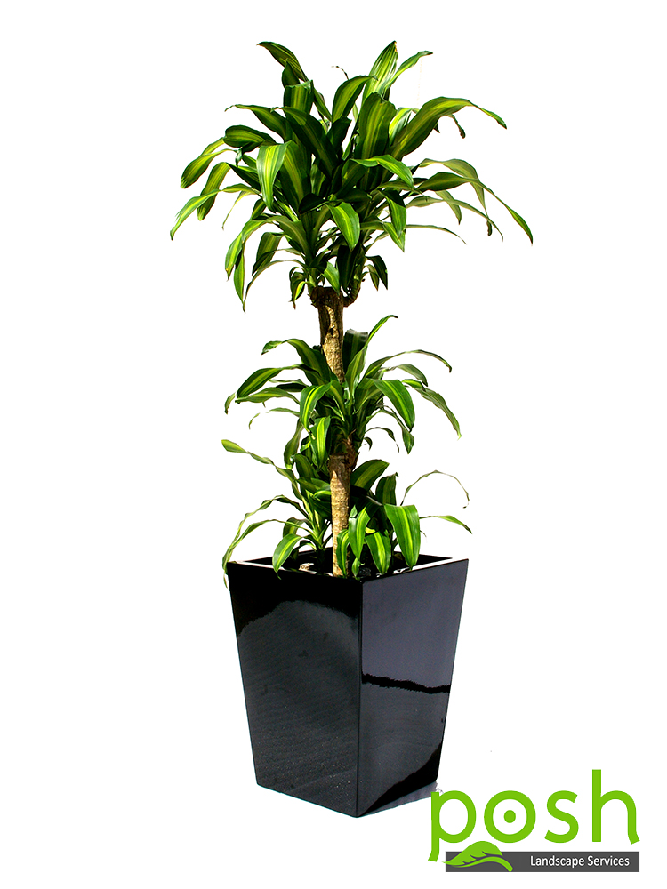 Black Wedge Planter, featuring Happy Plant