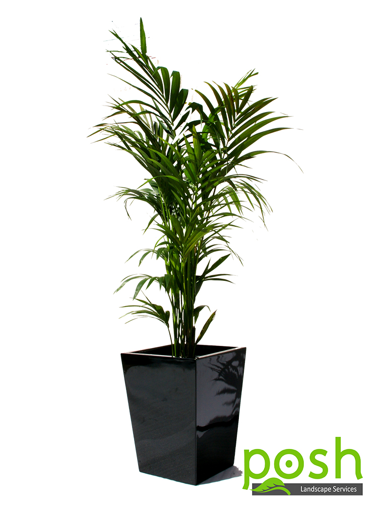Black Wedge Planter, featuring Kentia Palm