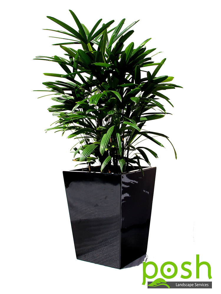 Black Wedge Planter, featuring Rhaphis Palm