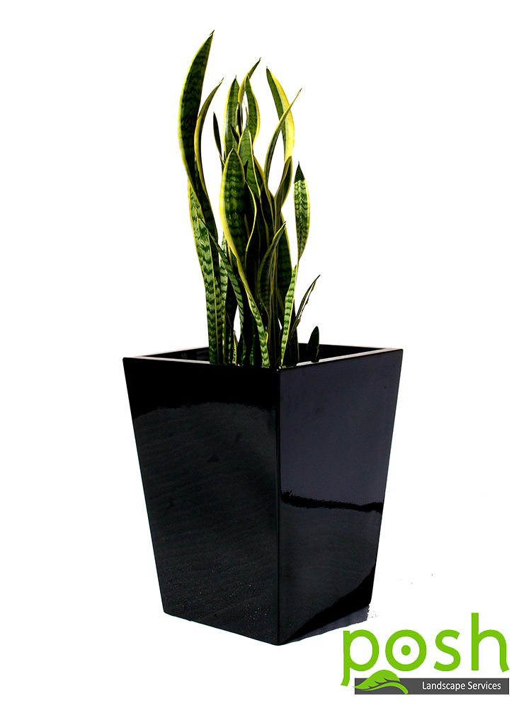 Black Wedge Planter, featuring Sanseveria