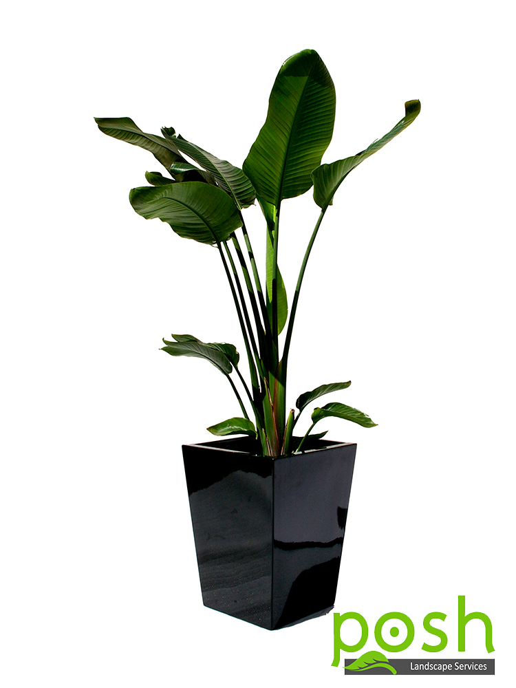 Black Wedge Planter, featuring Strelitzia
