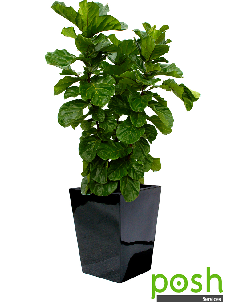 Black Wedge Planter, fetauring Ficus Lyrata