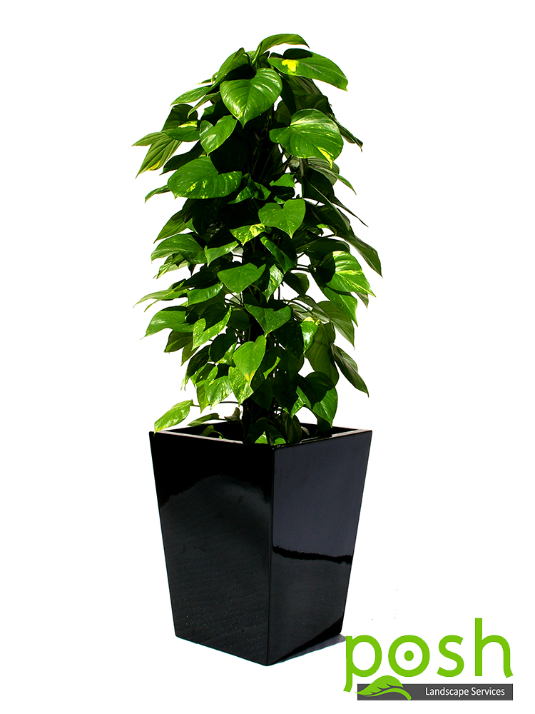 Black Wedge Planter, fetauring Pothos Ivy