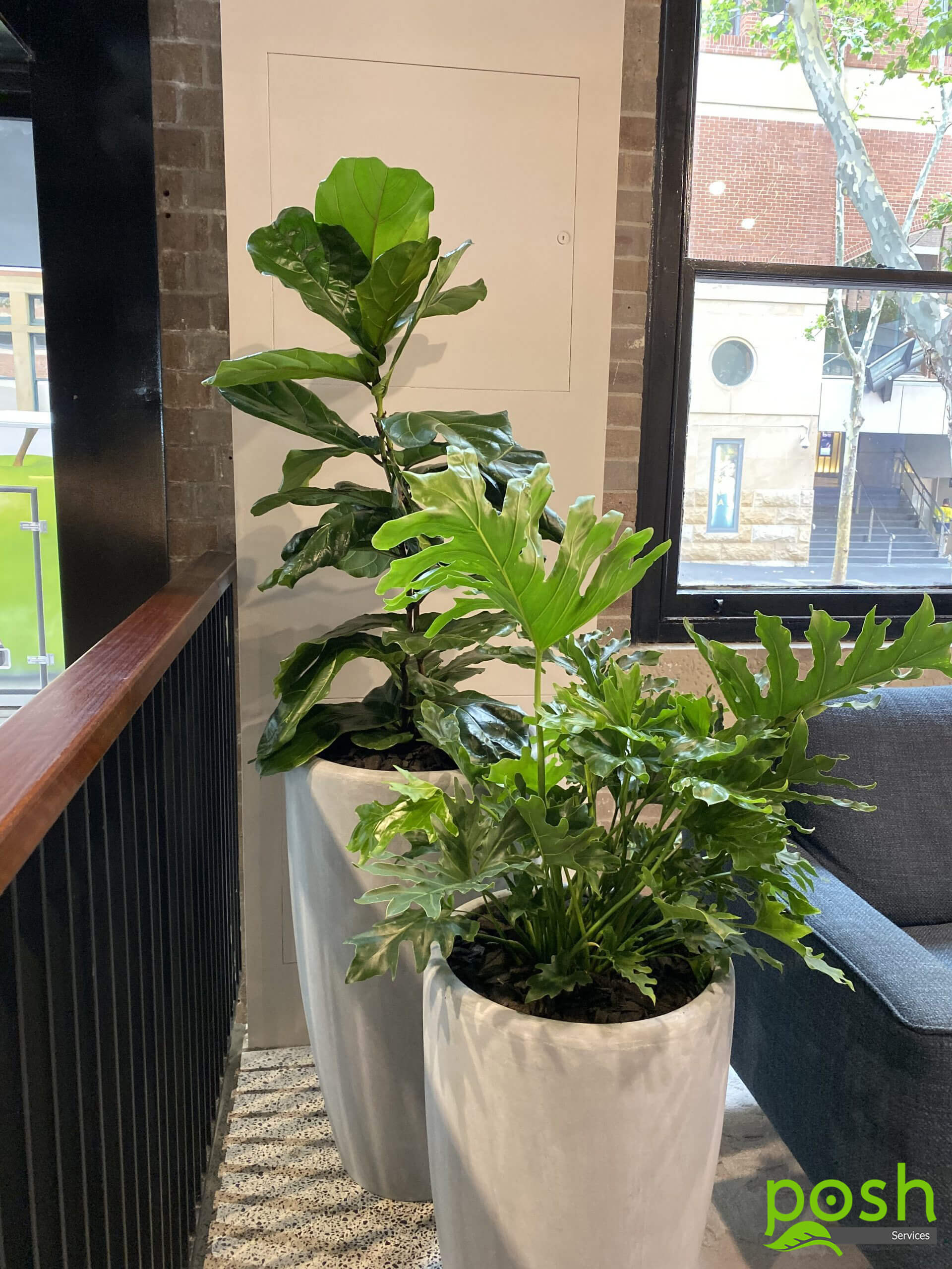 Indoor Plant Hire Posh Services