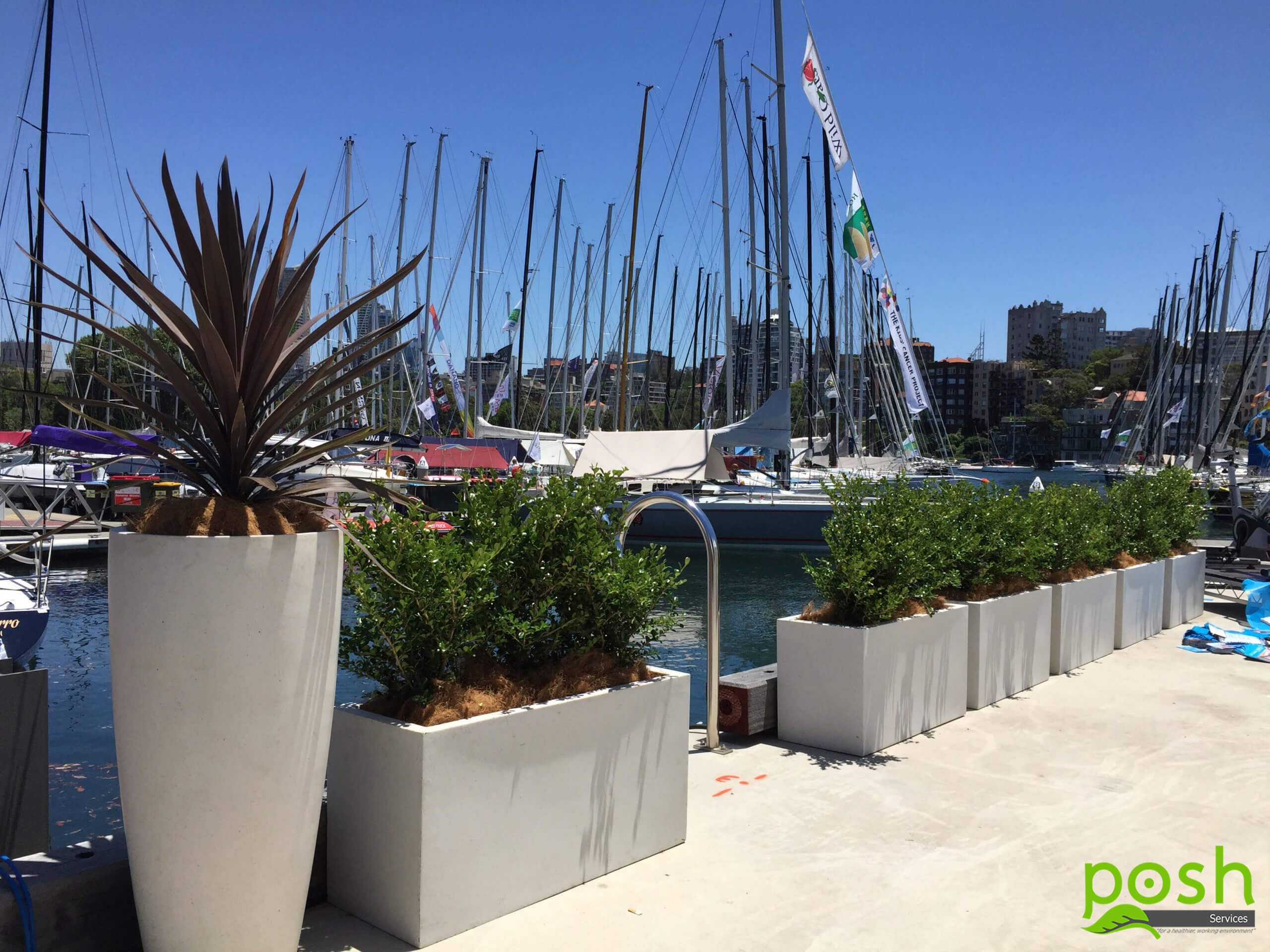 White Planter boxes, featuring Buxus