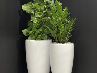 White Venetian Planter, featuring Pothos Ivy _ Zanzibar Gem